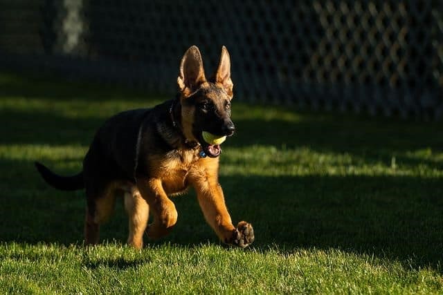 President Joe Biden and First Lady Jill Biden’s new dog, Commander, a purebred German shepherd puppy running on the White House Lawn